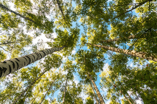 Looking up at tall birch trees against blue sky